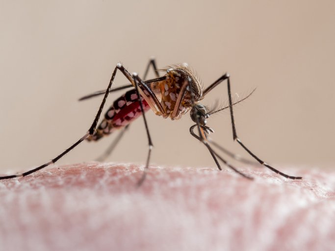 Dengue cases rise across Tamil Nadu as monsoon intensifies.